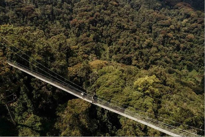 1 Day Canopy Walk Adventure in Nyungwe Forest National Park - Key points to know before booking