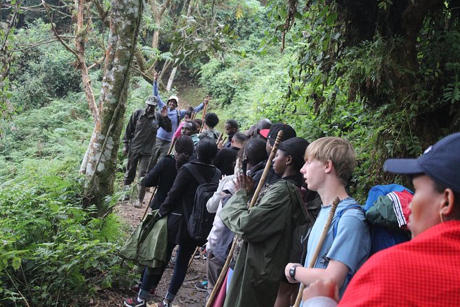 1 Day Canopy walk way in Nyungwe Natioinal park - Wildlife expectations in Nyungwe