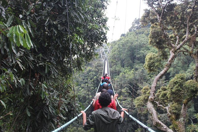 1 Day Canopy walk way in Nyungwe Natioinal park - Who should book this long day