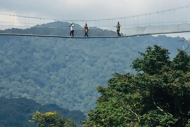 1 Day Canopy walk way in Nyungwe Natioinal park - The forest begins at Uwinka