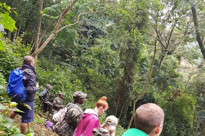 2 Days Chimpanzee trekking & Canopy Walk in Nyungwe National Park - Choosing Between Chimpanzees and Kamiranzovu Waterfall