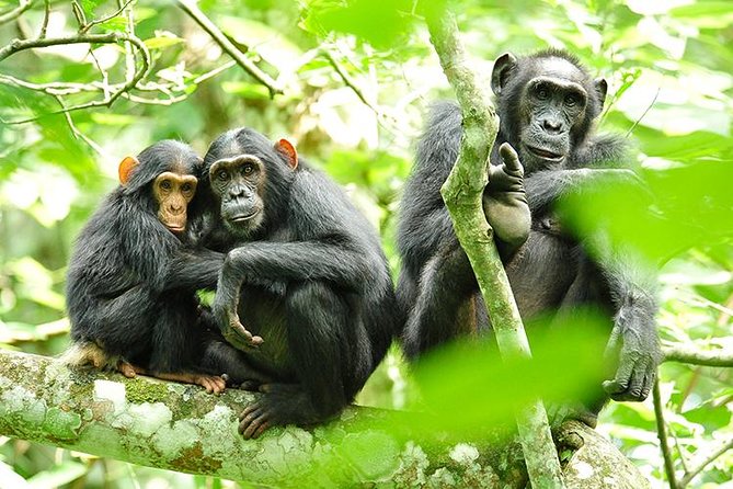 2 Days Chimpanzees trekking Tour and Canopy walk Adventure - Key points before you book