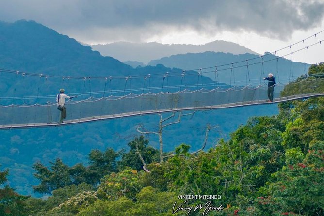2 Days Chimpanzees trekking Tour and Canopy walk Adventure - An early chimpanzee trek on day two