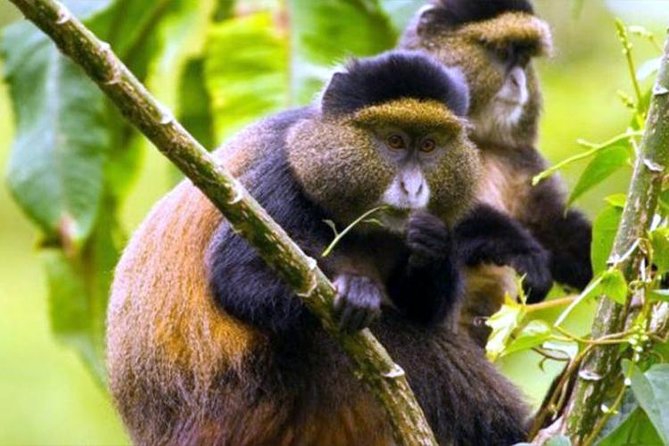 2 Days Chimpanzees trekking Tour and Canopy walk Adventure - What the private tour adds