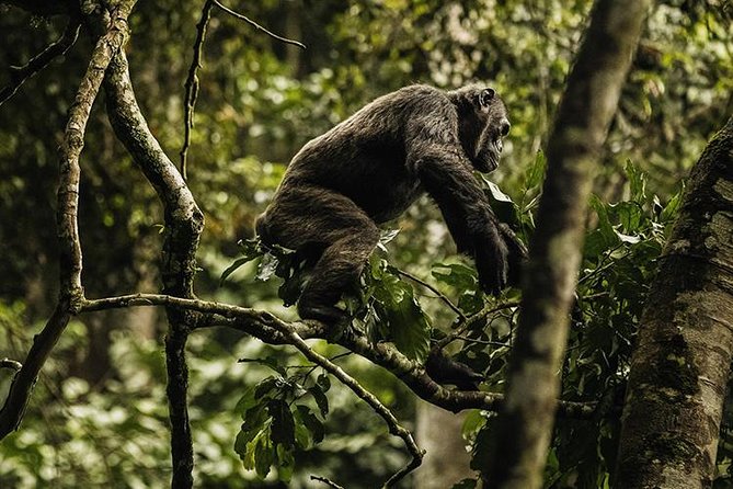 2 Days Chimpanzees trekking Tour and Canopy walk Adventure - Accommodation, meals, and the camping option