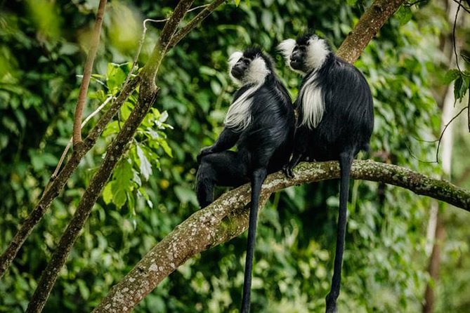 2 Days Chimpanzees trekking Tour and Canopy walk Adventure - Is $1,350 per person good value?