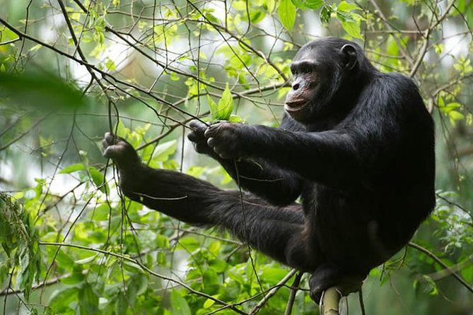2 Days Chimpanzees trekking Tour and Canopy walk Adventure - Who will enjoy this experience most?