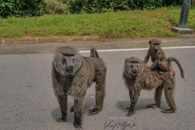 2 Days Chimpanzees trekking Tour and Canopy walk Adventure - Day one: from Kigali to Nyanza, Butare, and Nyungwe
