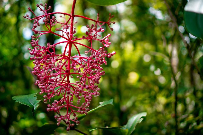2d1n Kinabalu Park & Poring Canopy Walk & Desa Cow Farm Tour - The canopy walk puts you above ancient rainforest