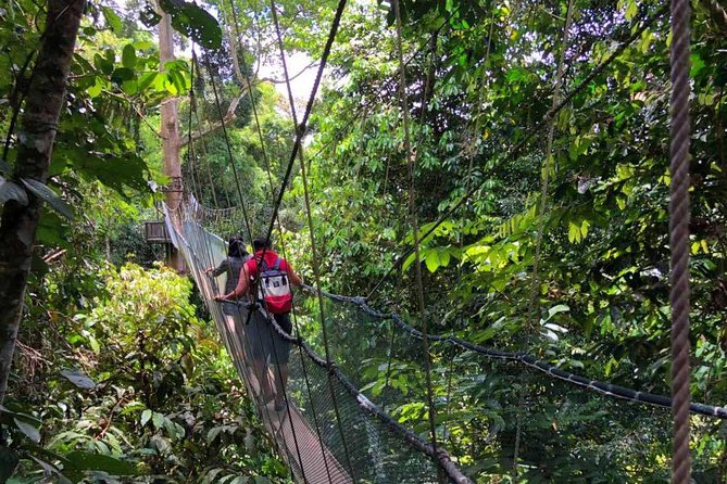2d1n Kinabalu Park & Poring Canopy Walk & Desa Cow Farm Tour - Kinabalu Park introduces Sabah’s plant life