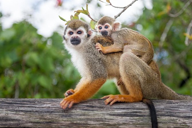 Adventure Bundle: Monkeyland, Ziplines & Buggies Punta Cana - Guides, buses, and the gaps between activities