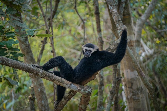 Angkor Wat Park Zip Line Adventure in Siem Reap - Safety for first-timers, families, and older adults