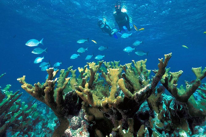 ATV Adventure Combo with Snorkeling, Ziplines, Cenote, and Lunch - ATVs on the jungle course