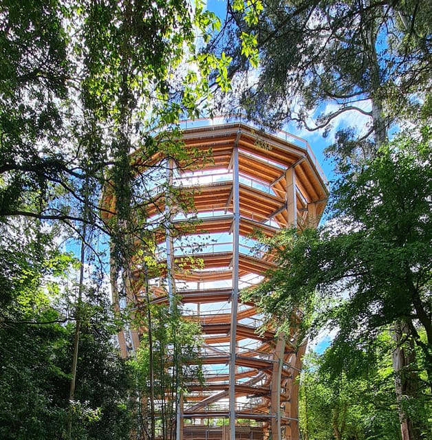 Avondale: Beyond the Trees Treetop Walk & Tower Entry Ticket - Accessibility, dogs, and practical limits