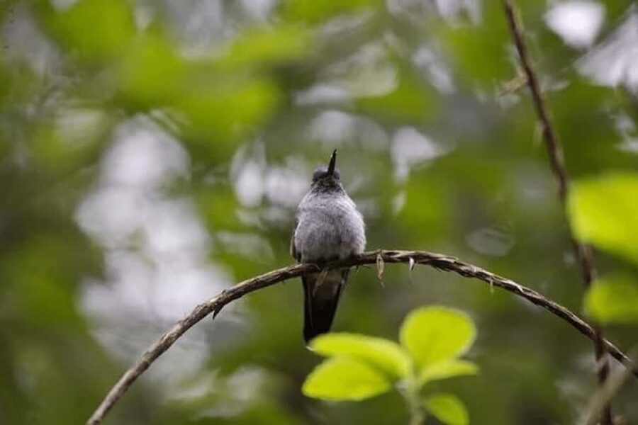Babonneau/Castries: Rainforest Zip Line, Tram, and Hike Tour - Eight zip lines from nine platforms