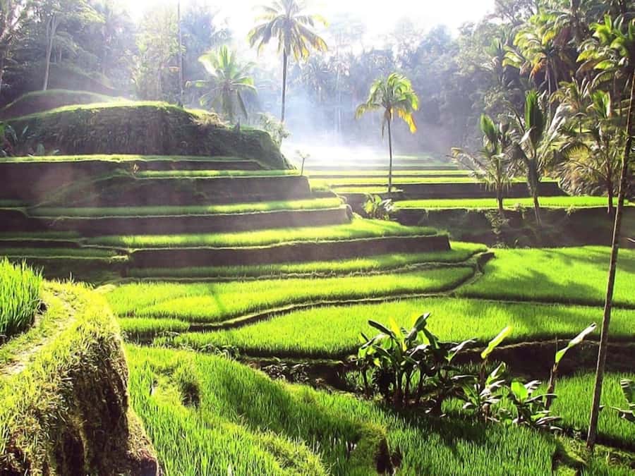 Bali: Ubud Day Tour with Swing and Zipline - Swing Heaven brings the early excitement