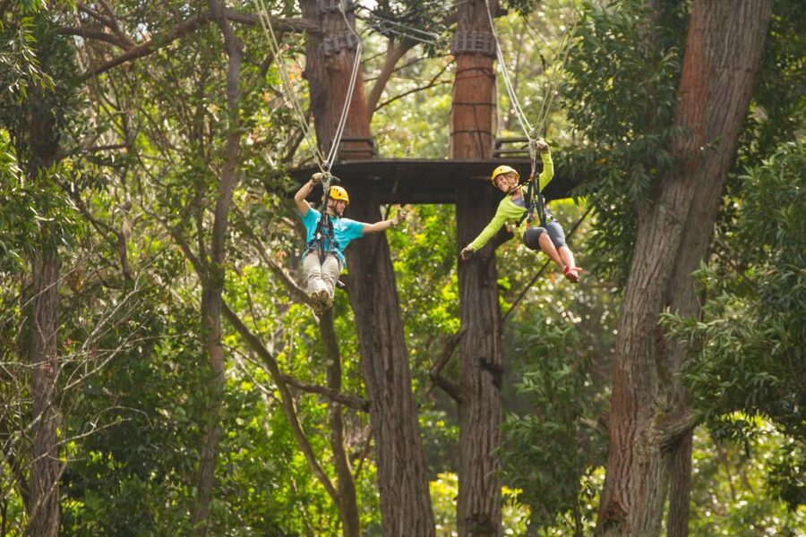 Big Island: 3-Hour Kohala Canopy Zipline Adventure - What the guides add to the experience