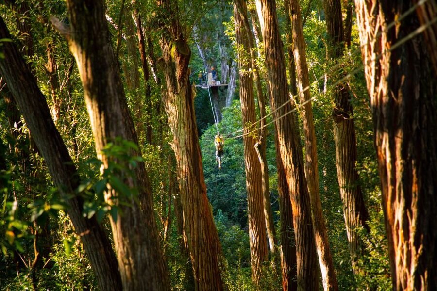 Big Island: 3-Hour Kohala Canopy Zipline Adventure - Clothing and physical demands