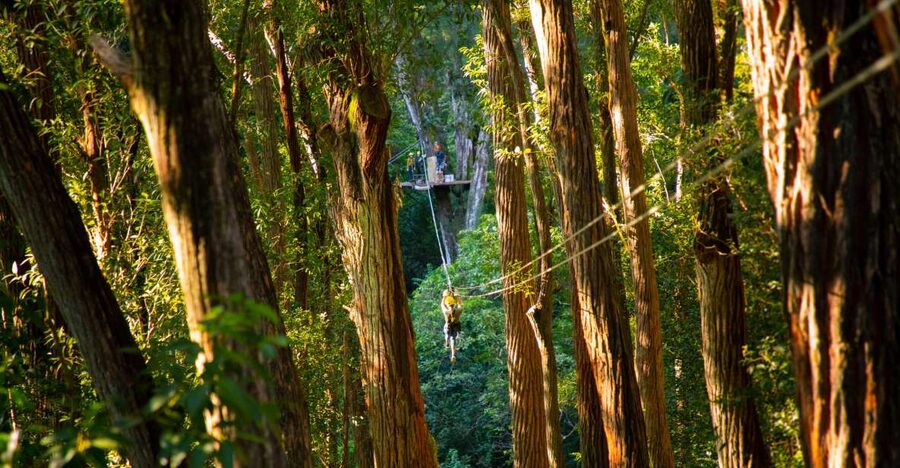 Big Island: 3-Hour Kohala Canopy Zipline Adventure - Booking details worth checking before payment