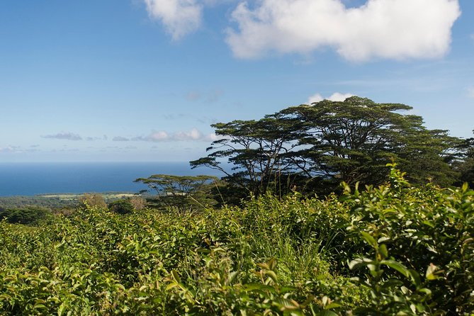 Big Island Kohala Canopy Zipline Adventure - Forest views, bridges, and the final ocean run