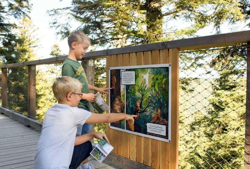 Black Forest: Treetop Walk & Lookout Tower Experience - The 40-Meter Tower and Its Gentle Climb