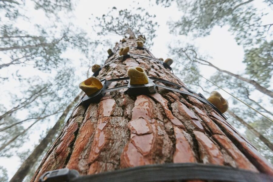 Busselton: Forest Adventure with Zip Lining and Rope Course - Should you book the Busselton forest adventure?