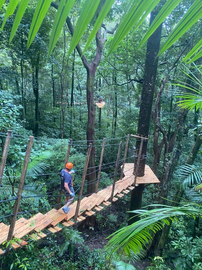 Cairns: Daintree Rainforest Canopy Ziplining Tour - Flying above the Daintree canopy