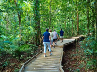 Daintree Rainforest Canopy Ziplining Tour