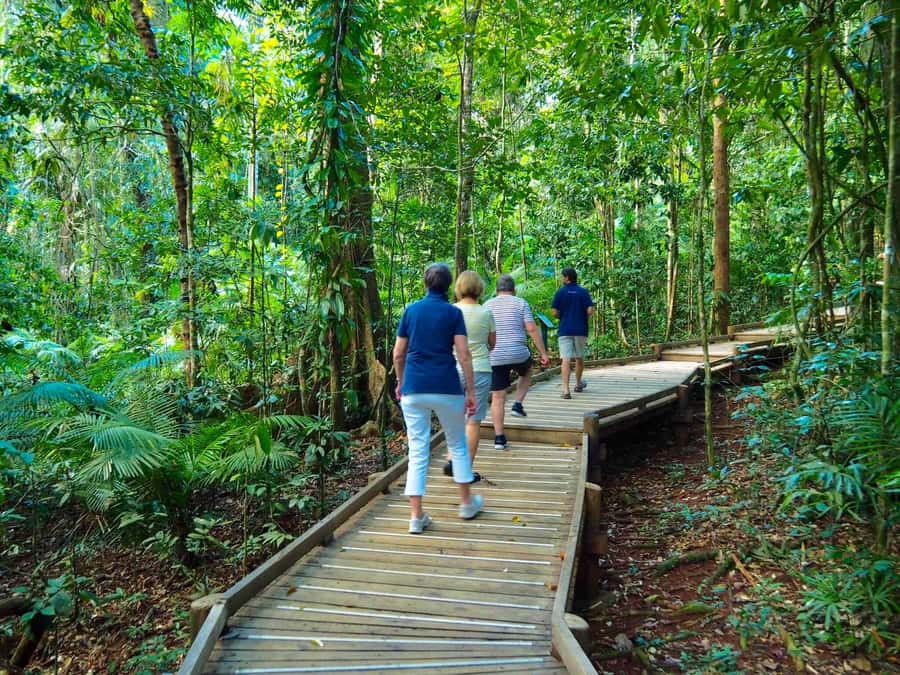 Cairns: Daintree Rainforest Canopy Ziplining Tour - Starting at Treetops Adventure