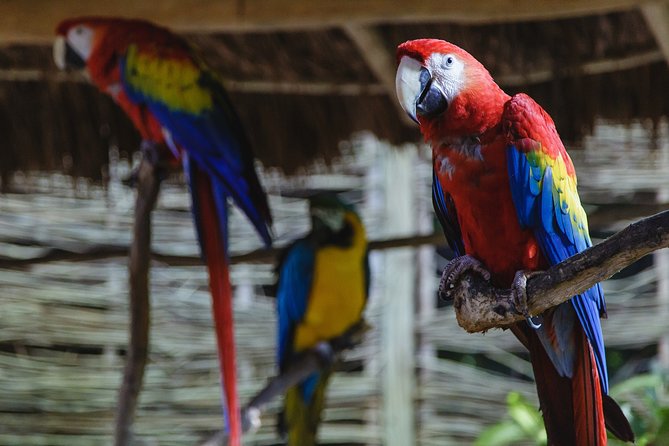 Cancun Extreme Zipline Canopy Tour - The cenote is the refreshing payoff