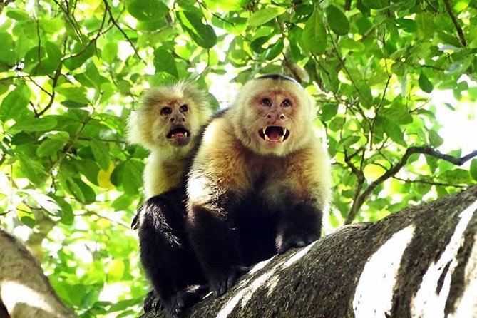Canopy Tour In Tamarindo Beach - Choosing Between the Family Route and Adventure Course