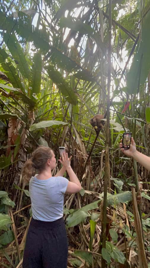 Canopy Tower, Zipline, Kayak, and Monkey Island … - Quick take: what makes this day worth considering