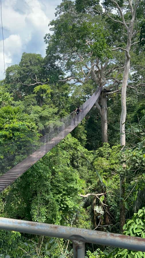 Canopy Tower, Zipline, Kayak, and Monkey Island … - Two zipline runs and a 100-meter bridge