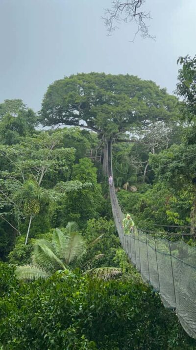 Canopy Tower, Zipline, Kayak, and Monkey Island …