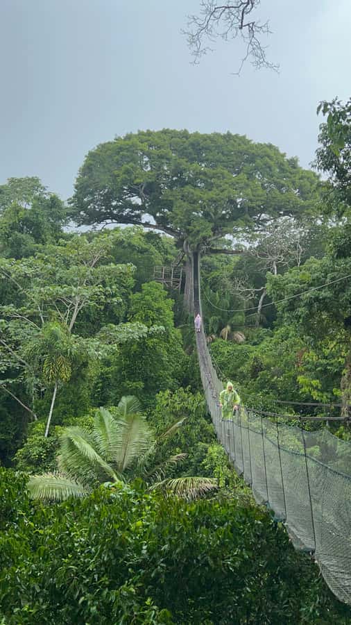 Canopy Tower, Zipline, Kayak, and Monkey Island … - The 200-meter walk to the lupuna tree