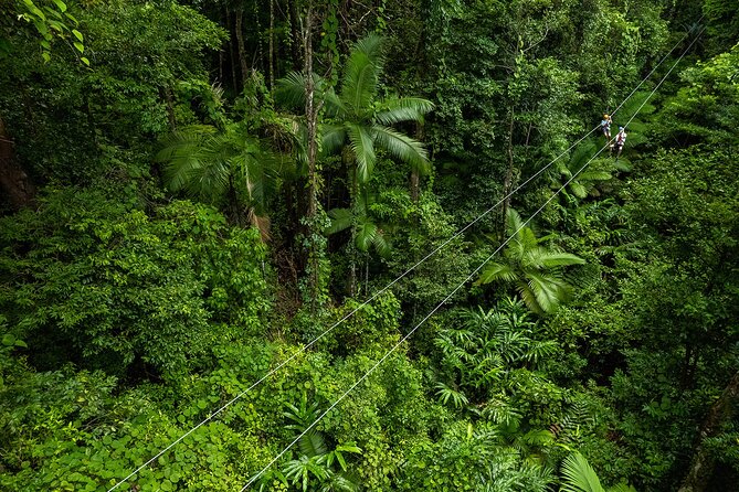 Cape Tribulation & Ziplining: Ultimate Daintree - A crocodile cruise through the mangroves