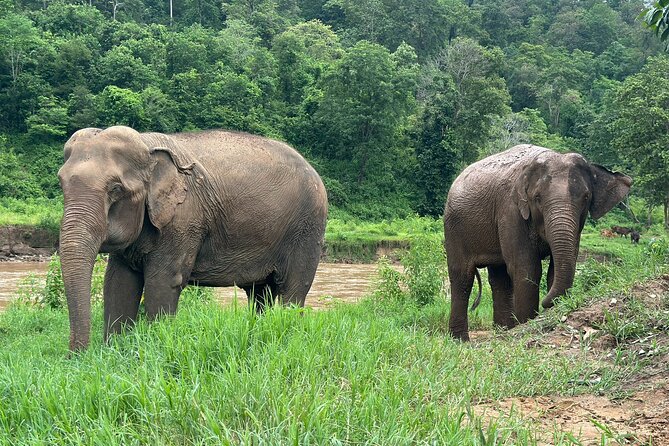 Chiang Mai 3 in 1 Zipline, Elephants and Sticky Waterfall - Thai lunch and the practical work of a good guide