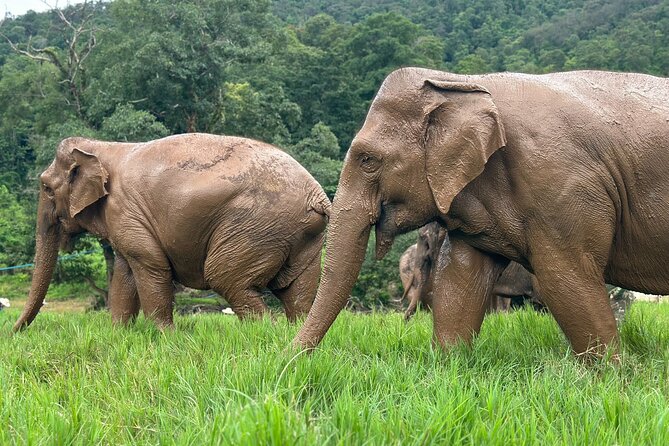 Chiang Mai 3 in 1 Zipline, Elephants and Sticky Waterfall - What the $120.06 price covers