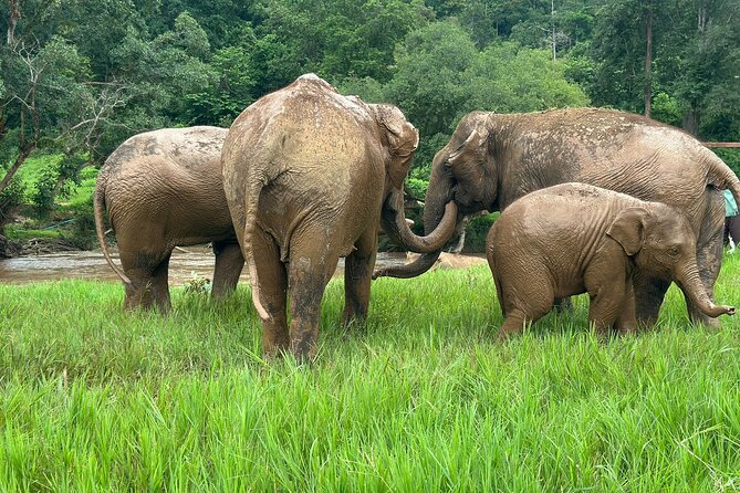 Chiang Mai 3 in 1 Zipline, Elephants and Sticky Waterfall - Timing, transport, and what to bring
