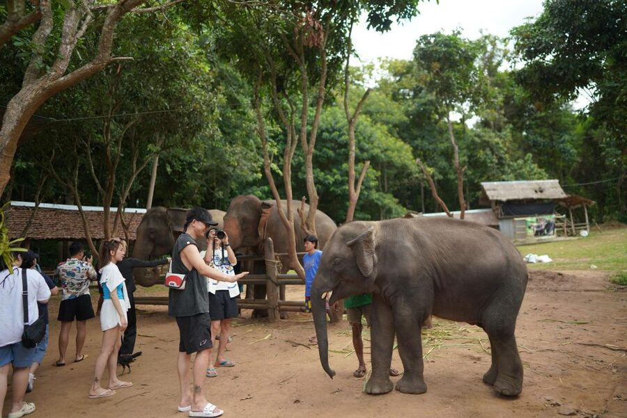 Chiang Mai: National Elephant Care, Rafting, & Ziplines Trip - Why the Elephants Are the Main Event