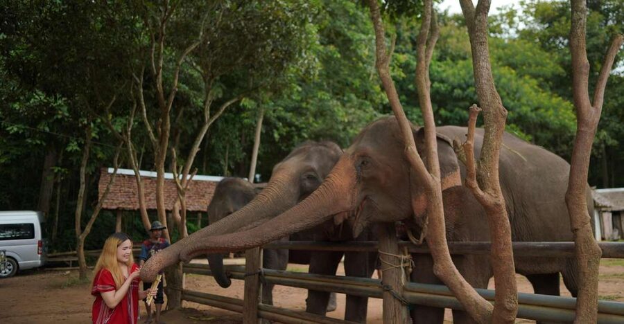 Chiang Mai: National Elephant Care, Rafting, & Ziplines Trip - The 1 Hour 20 Minute Ride From Chiang Mai