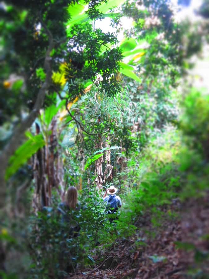 Chiang Mai: Tree House Stay & Jungle Zip-Lining - An evening above the forest