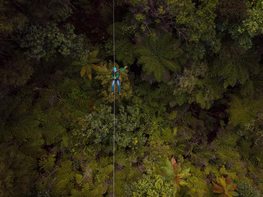 Coromandel: Guided Zipline Tour Experience - Eight ziplines through native forest