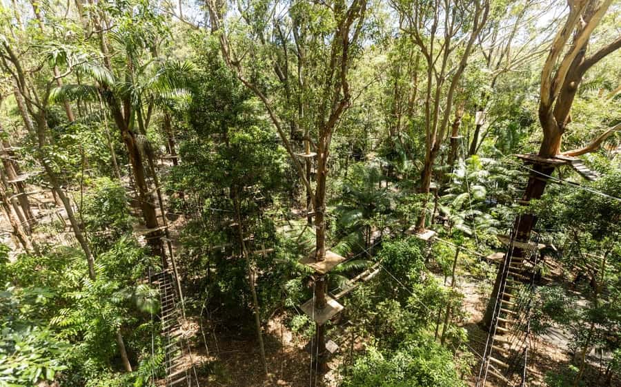 Currumbin: Treetop Challenge Adventure Park - Starting above Currumbin’s rainforest
