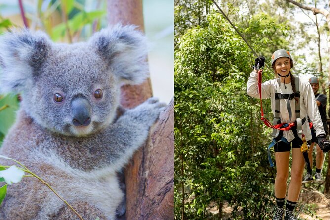 Currumbin Wildlife Sanctuary Pass + The Treetop Challenge - A full day that changes pace