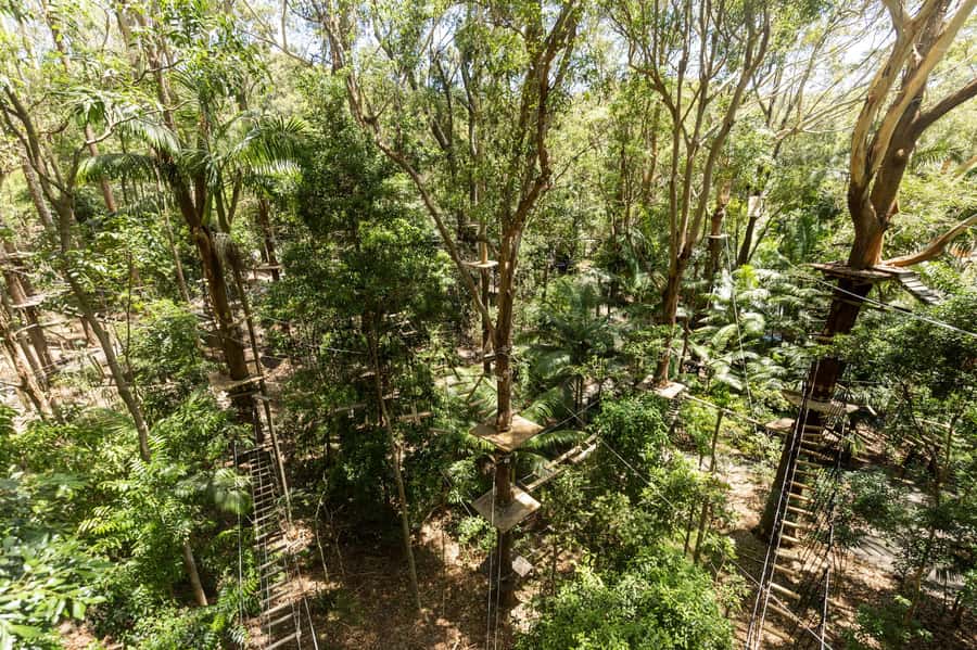 Currumbin Wildlife Sanctuary & TreeTop Challenge Combo - Making the $77 price work for you