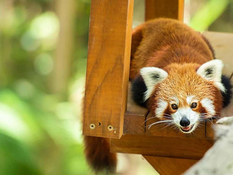 Currumbin Wildlife Sanctuary & TreeTop Challenge Combo - A sensible day plan at Currumbin
