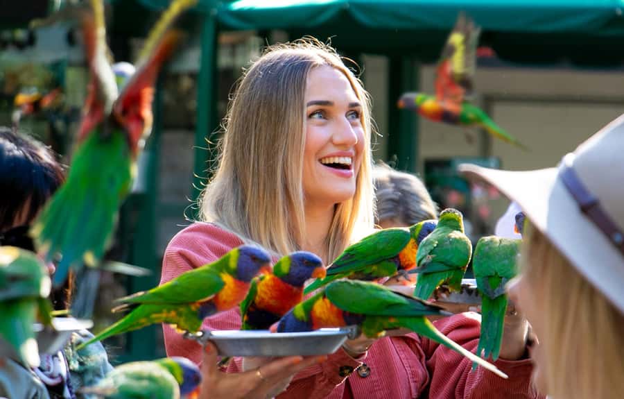 Currumbin Wildlife Sanctuary & TreeTop Challenge Combo - Should you book the Currumbin combo?