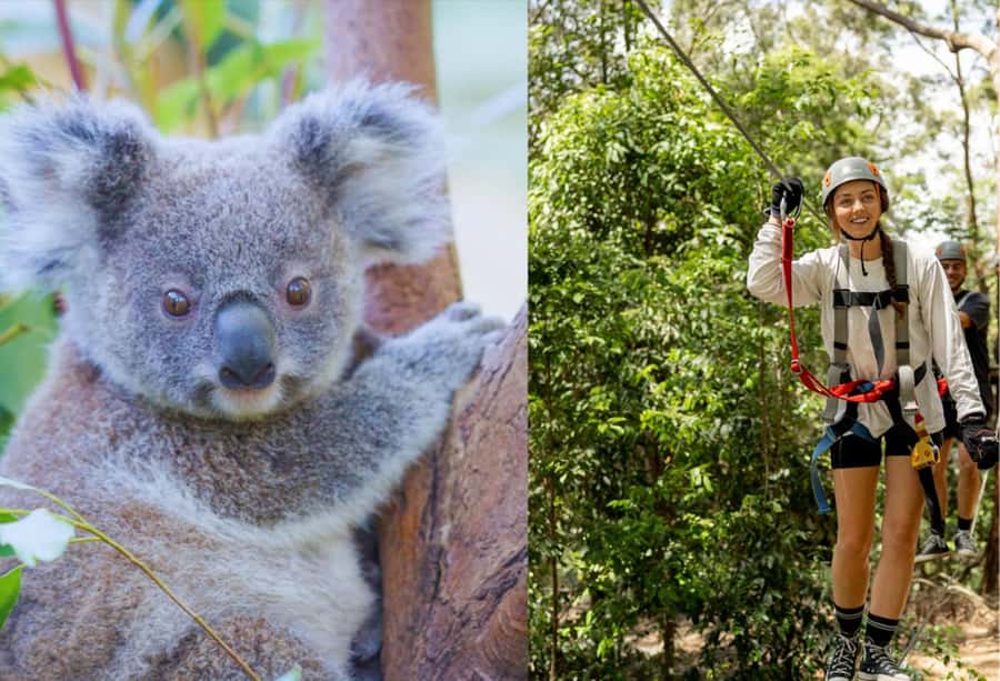 Currumbin Wildlife Sanctuary & TreeTop Challenge Combo - Getting ready for the TreeTop Challenge