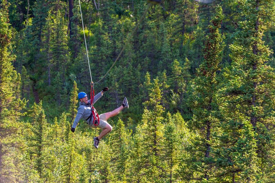 Denali Park Zipline Adventure - Who will enjoy this Denali zipline course most